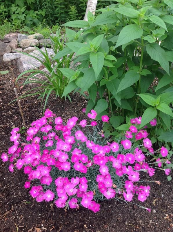 Dianthus photo Dianthus.jpg